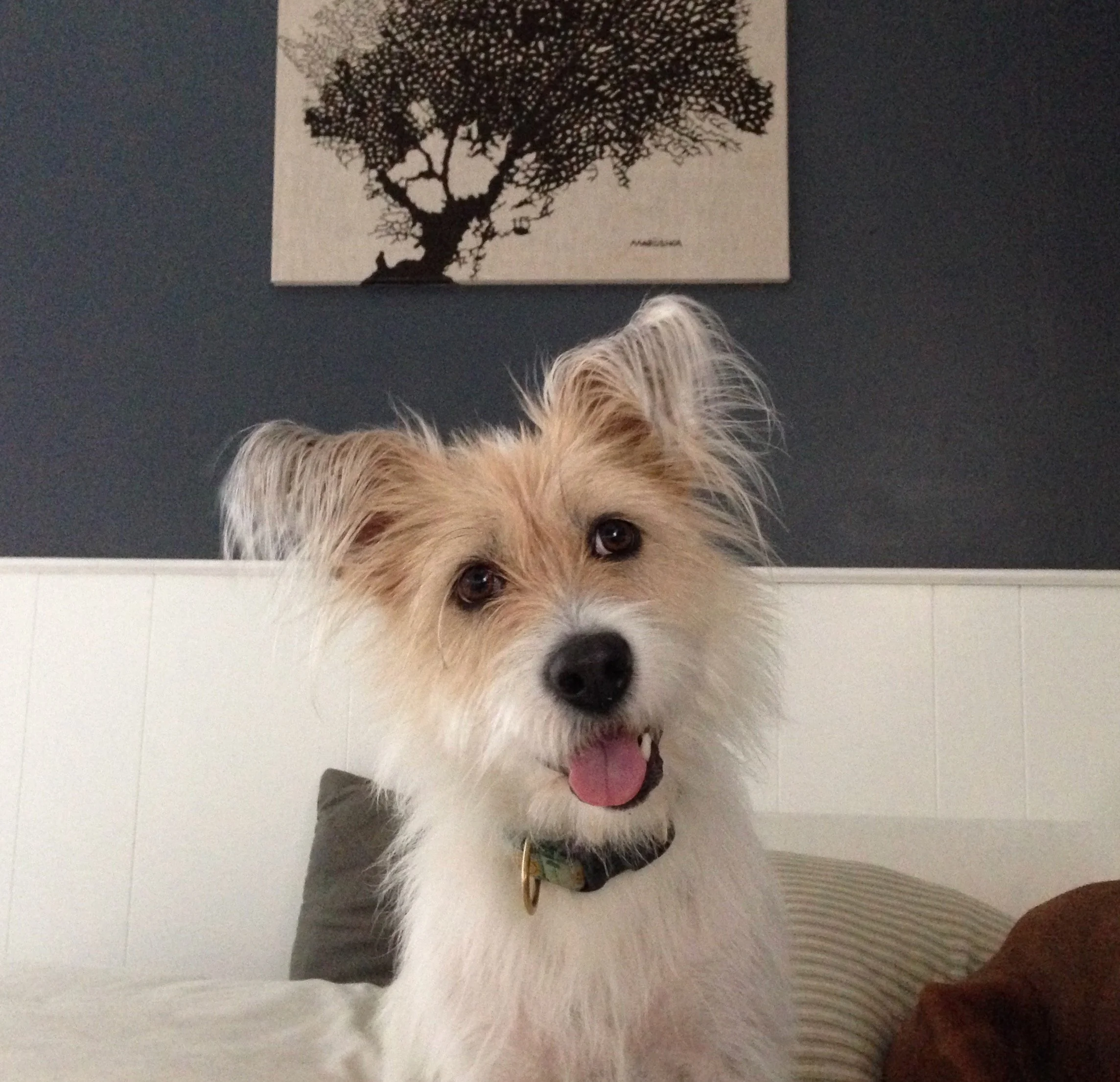 canine rehab testimonial - 1 (2).jpeg