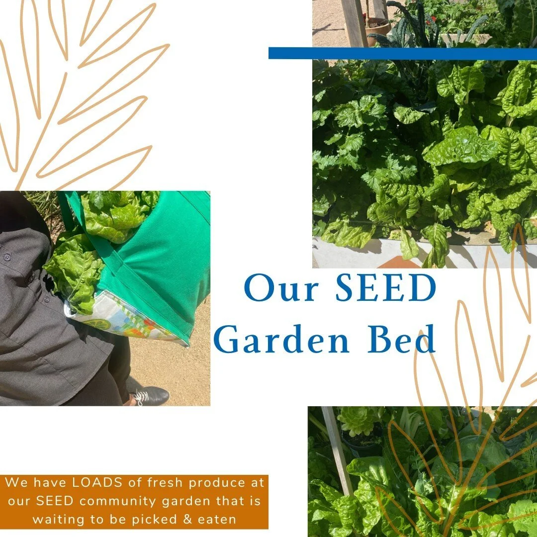 Come and visit our SEED community garden bed. It is overflowing with delicious vegetables that are ready to be harvested.

Stop by and pick some up, then head home and get cooking! Be sure to tag us in any photos you take of the recipes created using