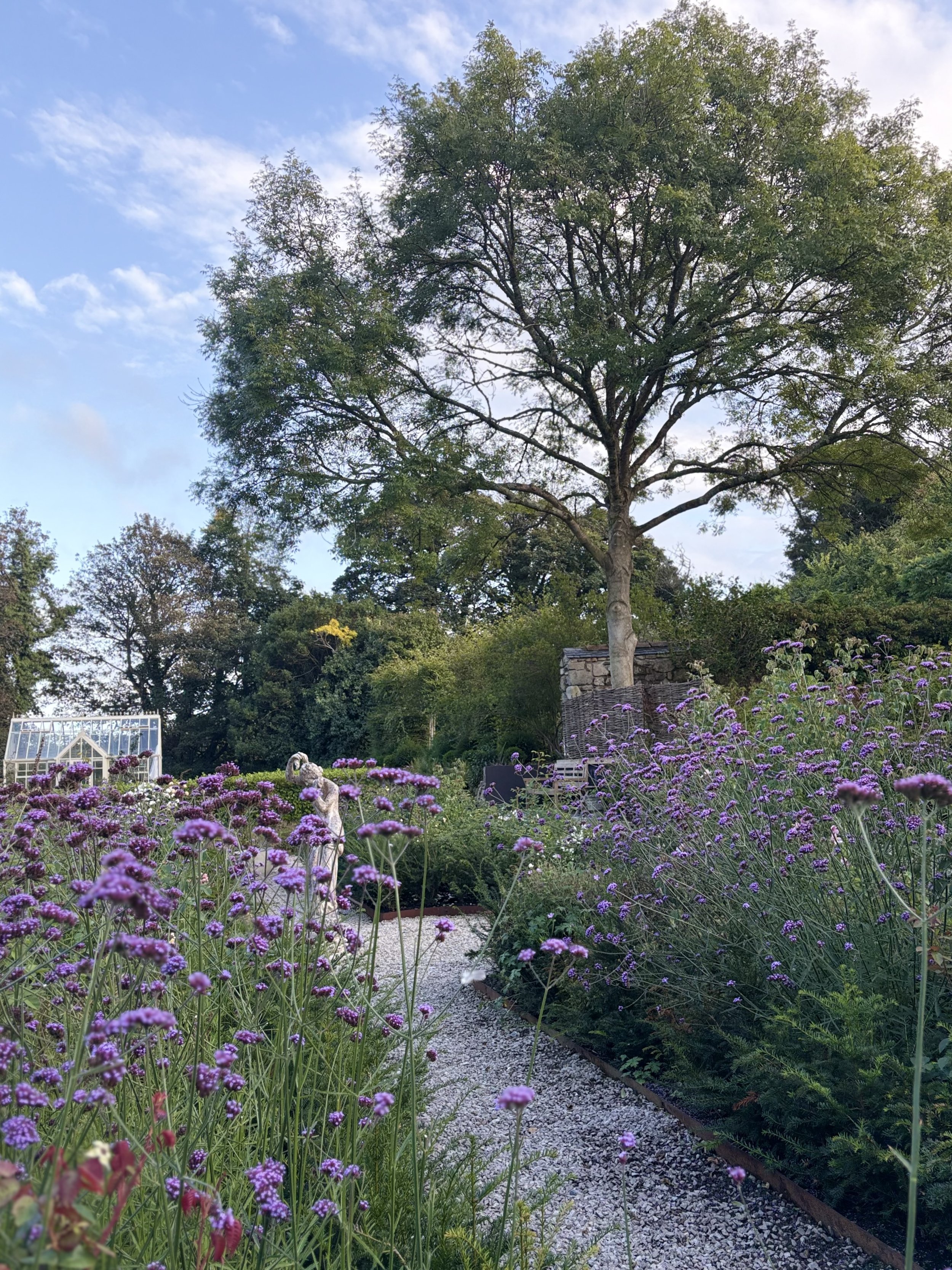 A garden with purple flowers along a gravel path, a tall tree, a stone wall, a small greenhouse, and a bench under the tree.