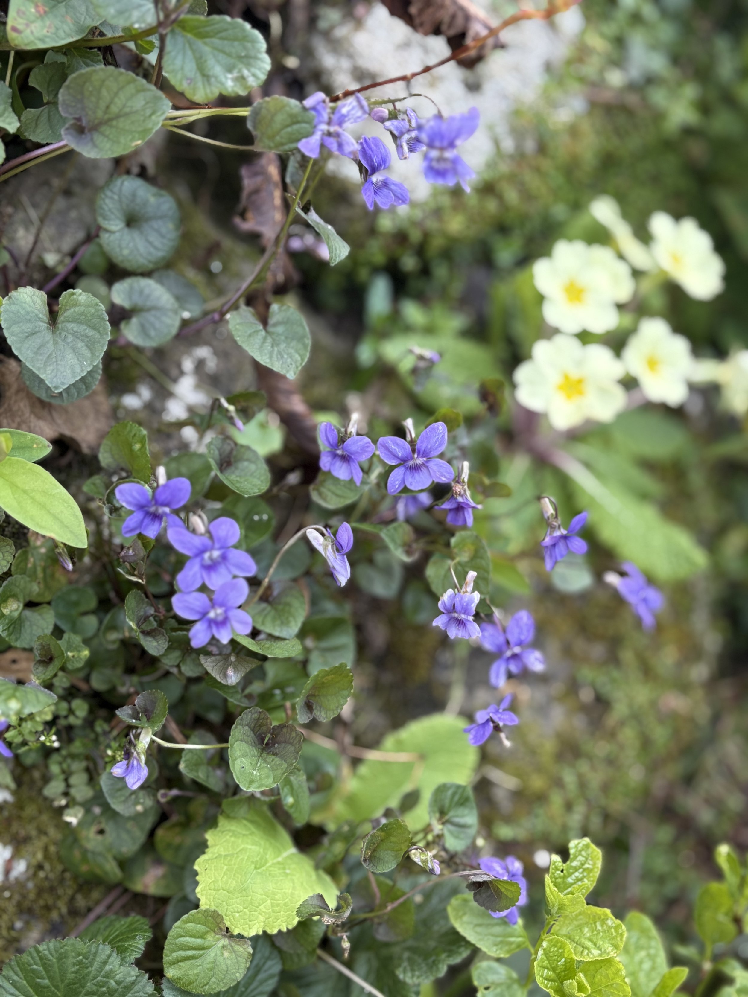 Close-up of small purple and white flowers among green leaves and moss.