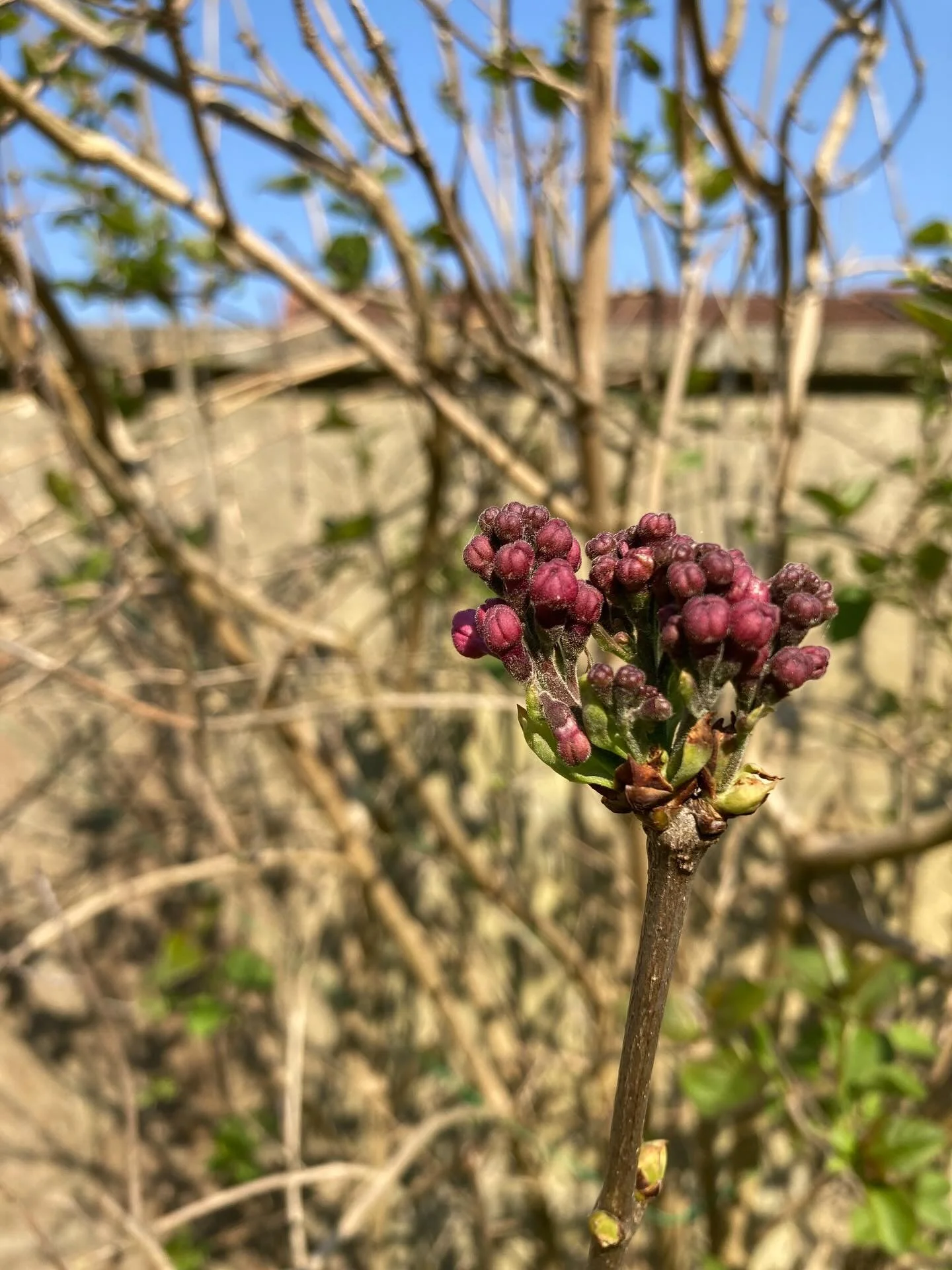 Ceci est mon petit rappel que tout est cyclique. Observer la nature autour de moi me permet toujours de changer mon point de vue sur ce qui se passe dans ma vie actuelle. 
Les lilas qui commencent &agrave; fleurir chaque ann&eacute;e au mois de mars 