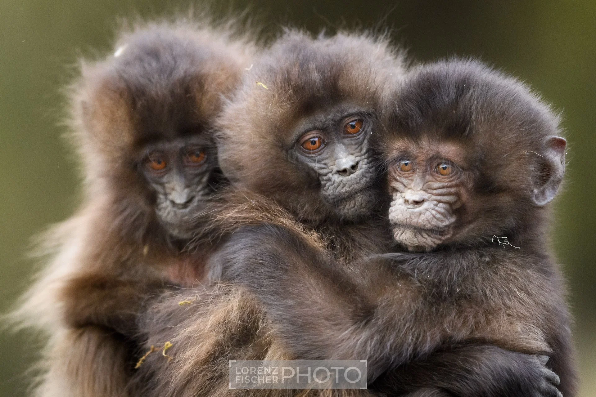 photoKIDS - Im Reich der wilden Tiere - Eine Fotosafari durch Regenwald und Savanne