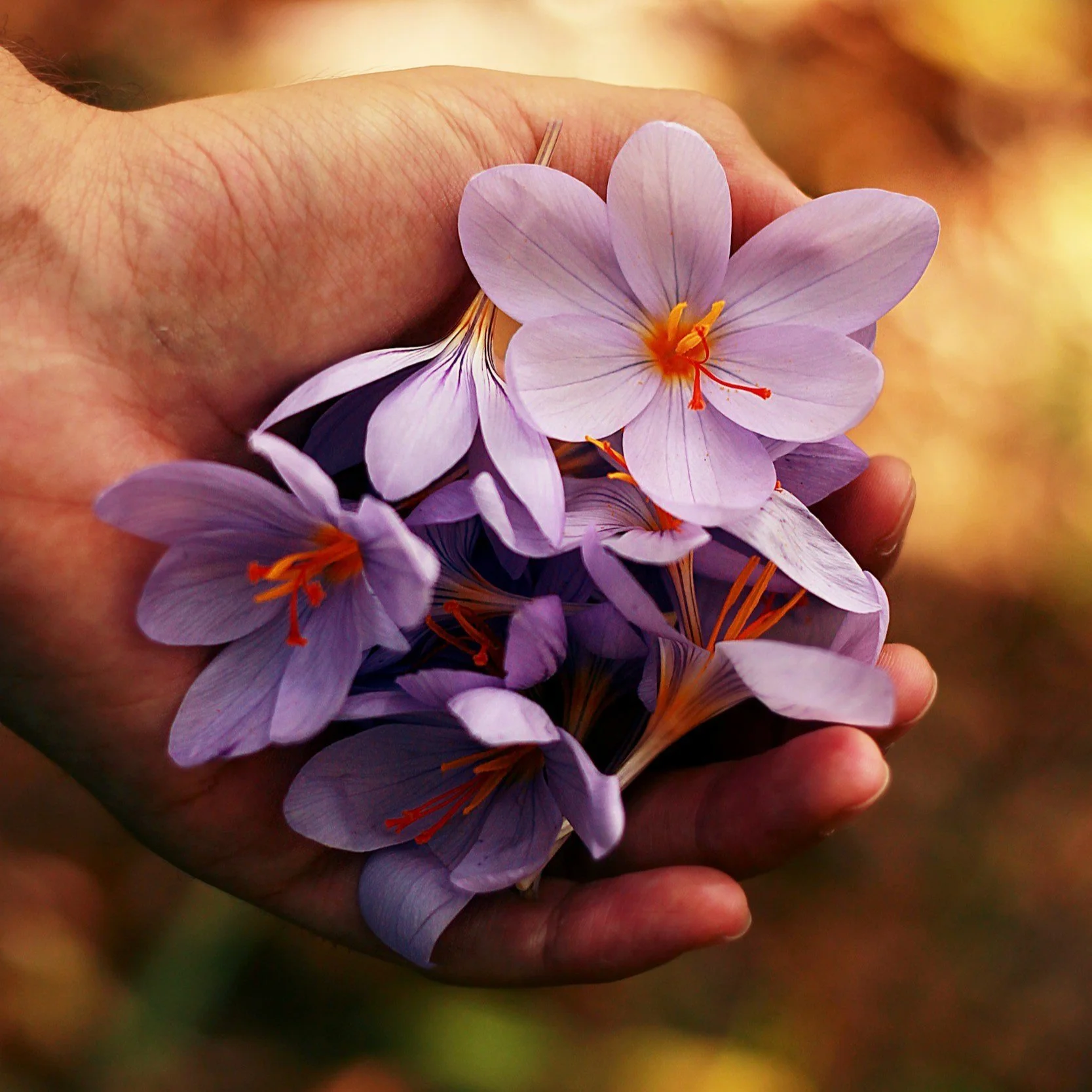 Compassionate Bodywork for Death & Dying