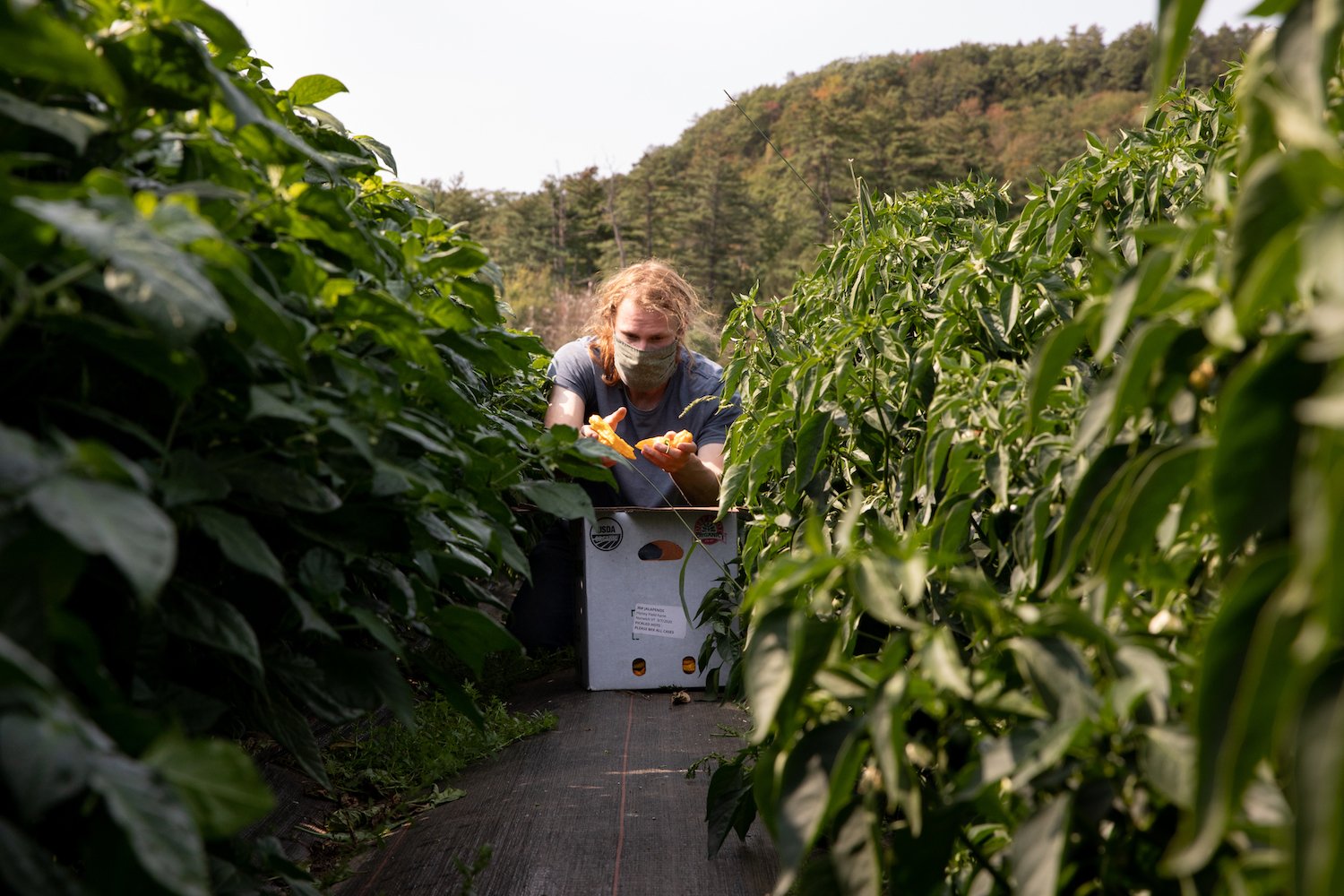 Picking Organic Hot Peppers for Our Wholesale Partners in Vermont and New Hampshire.jpg