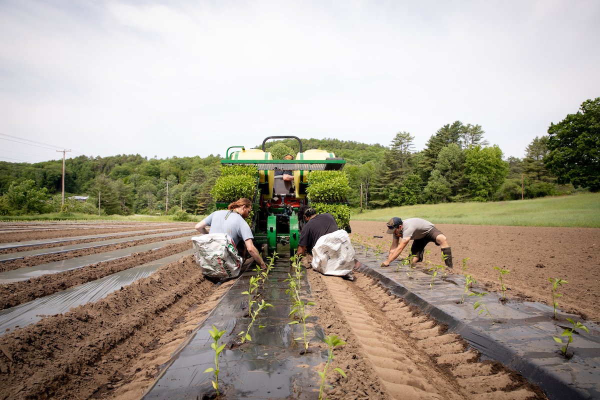 The Field Crew Transplanting at our Vermont Farm 3.jpg