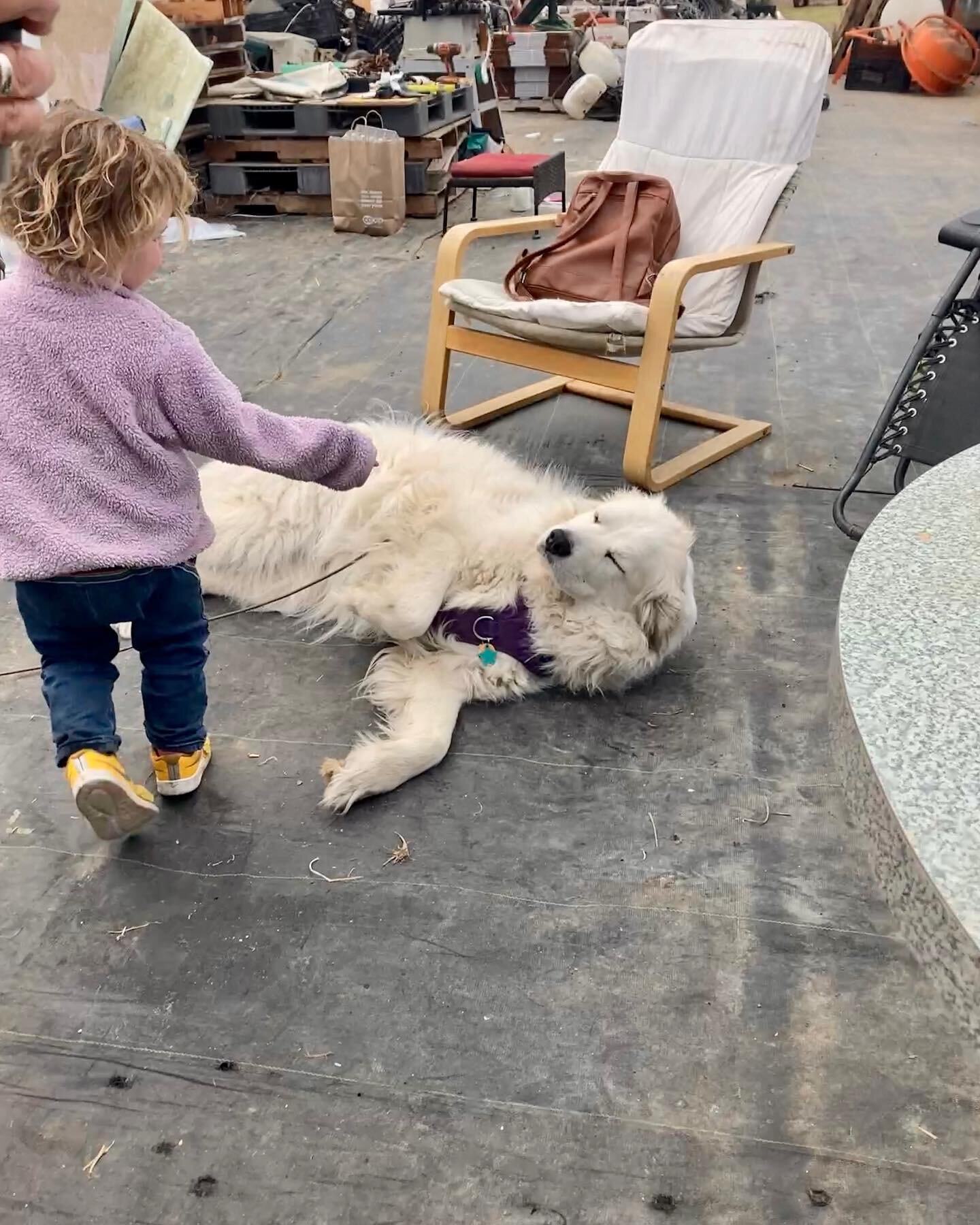 Luna is ready for the farm dog meet n&rsquo; greet this Sunday! Come by the Open House this Sunday from 10-2 for Luna cuddles, browse the greenhouses and enjoy the sunshine, join the farm tour at 11 am or drop into to our Easter basket workshop with 