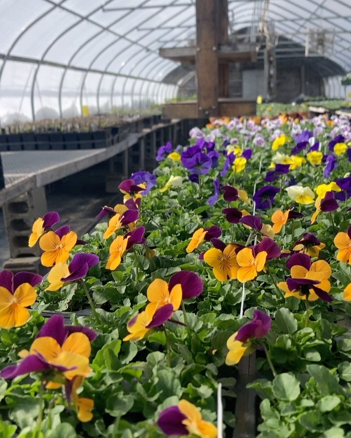 Sweet signs of spring will be heading to @norwich.farmers.market this Saturday! Make an Easter basket with us or take a pack home to create your own spring centerpiece. #pansies #spring #flowers #greenhouse #hope #springflowers #uppervalleyvtnh #norw