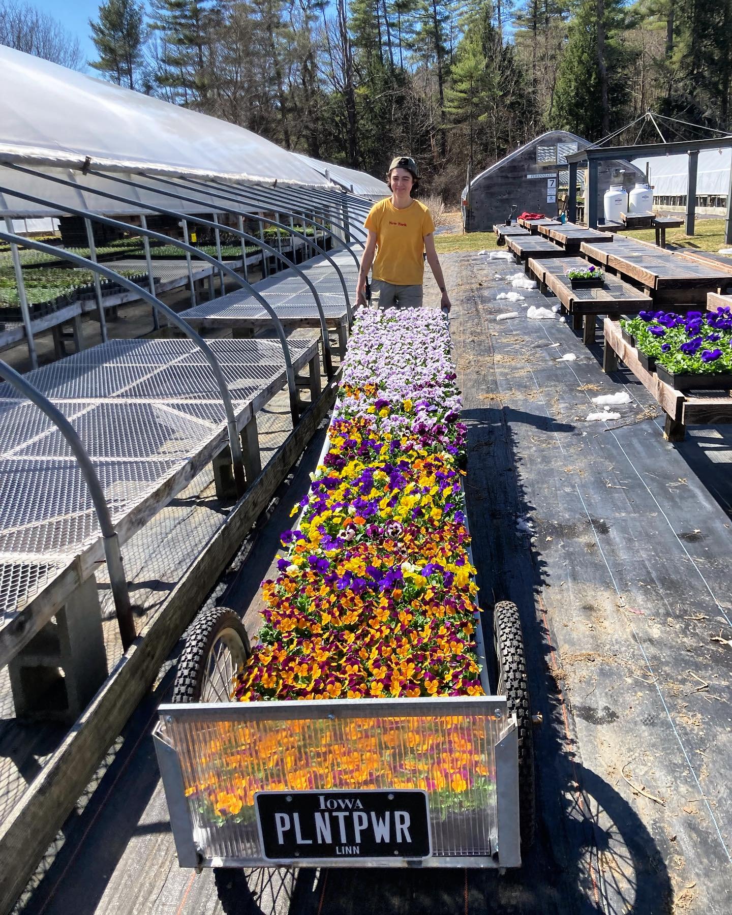 It&rsquo;s Opening Day!! Who&rsquo;s ready for pansies?? We&rsquo;re ready to load you up with spring plants, fresh organic veggies &amp; organic cold hardy veg &amp; herb starts. Come by this weekend or any day, greenhouses are open! Photo by Susan 