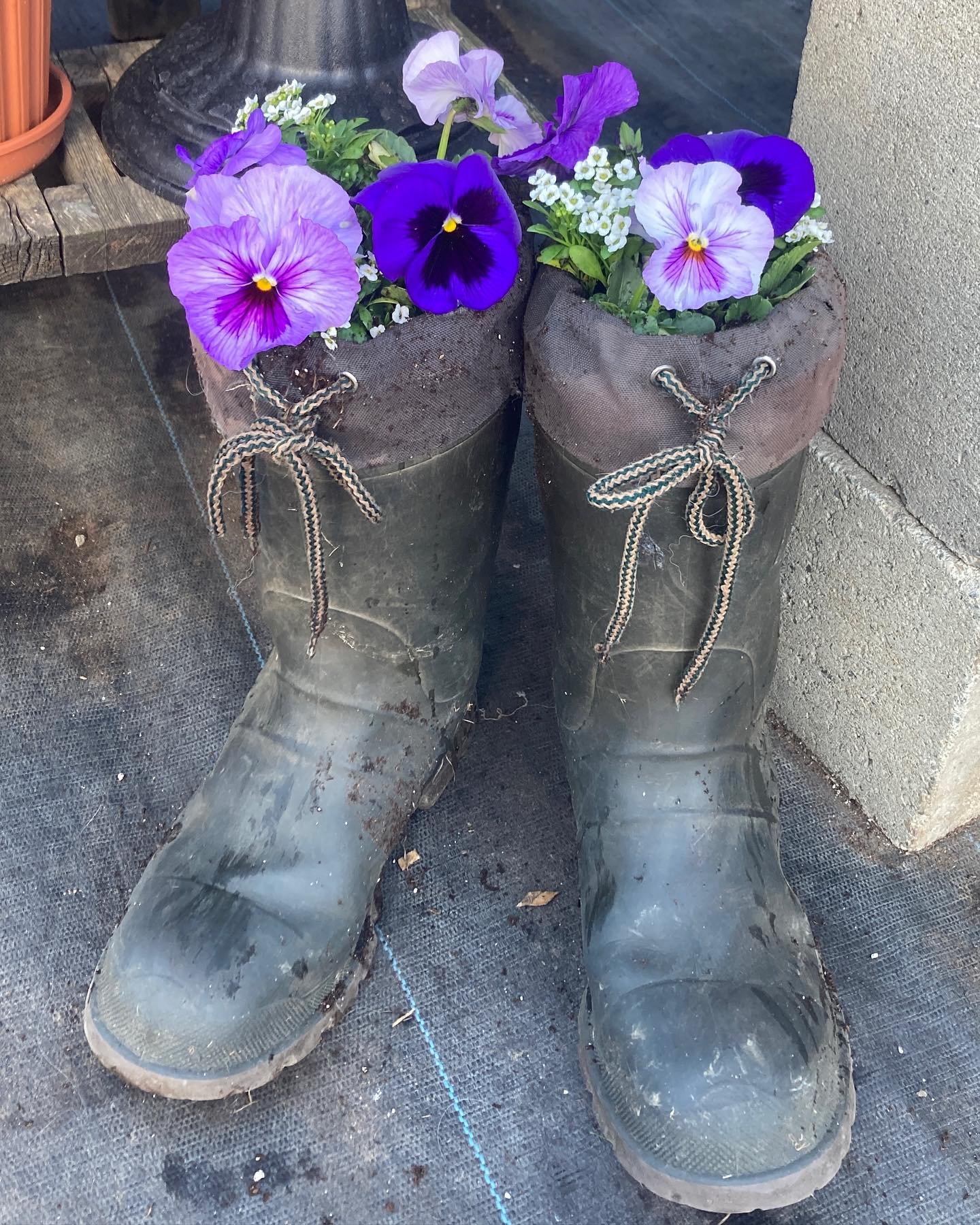 You&rsquo;re invited to our Earth Day planting party this Saturday &amp; Sunday! Bring your own rain boot, watering can, or other festive container to celebrate spring. I truly had a lot of fun potting up these sample boot planters and would love to 