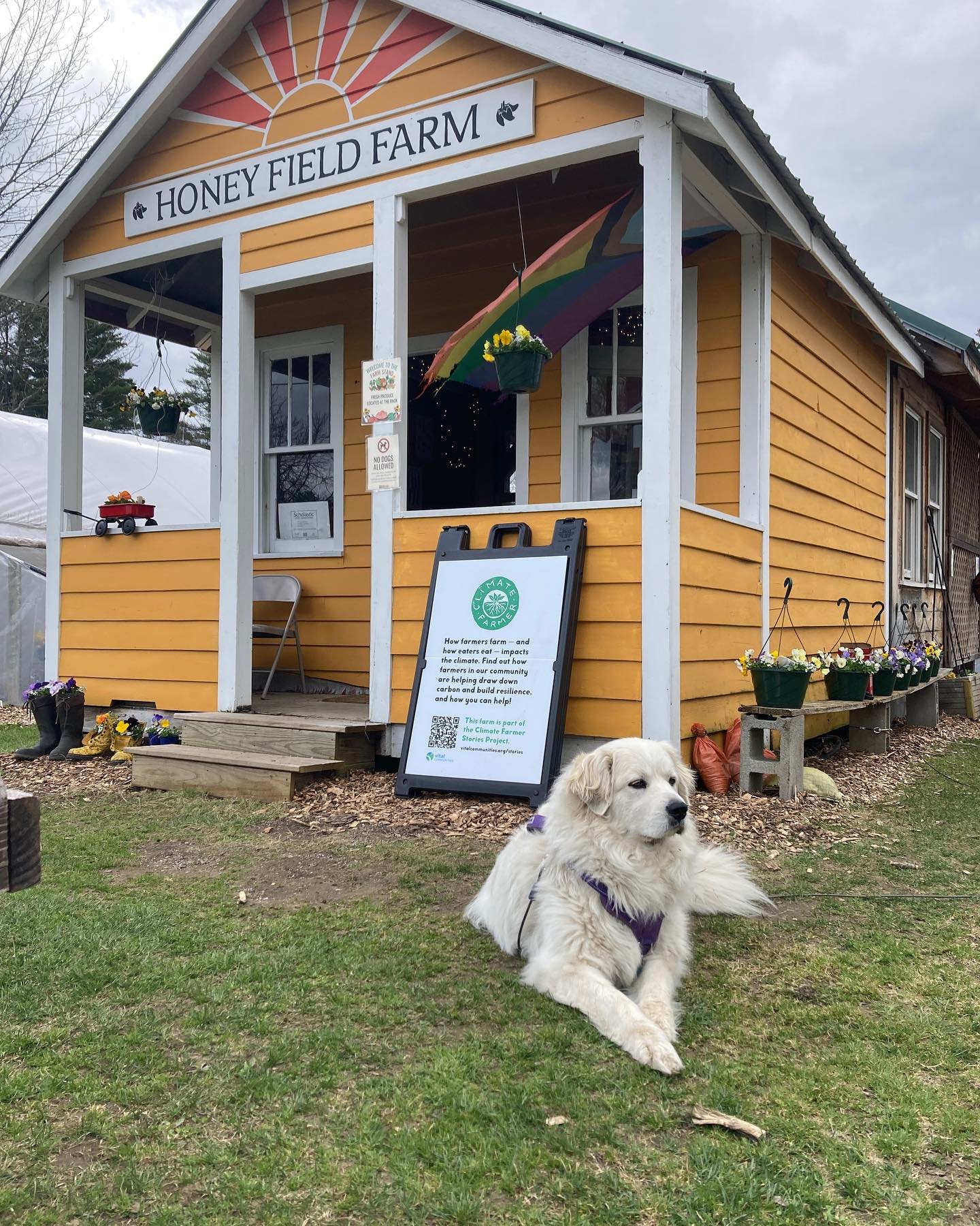 Luna is ready for her meet &amp; greet! Come by between 2-4 for fluffy hugs and kisses. It&rsquo;s chilly out but Luna can warm you up! Thank you @meganlbaxter for her spa treatment - the birds appreciate it as much as we do! #farmdog #greatpyrenees