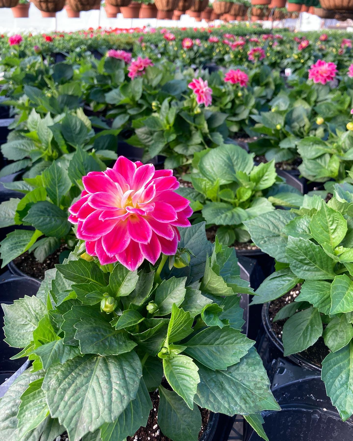 It&rsquo;s a beautiful day to explore the greenhouses! The sun is shining and blooms are out! We have cold hardy organic veggie and herb starts that are ready to hop into your garden. Bring some color to your deck or front steps with spring perennial