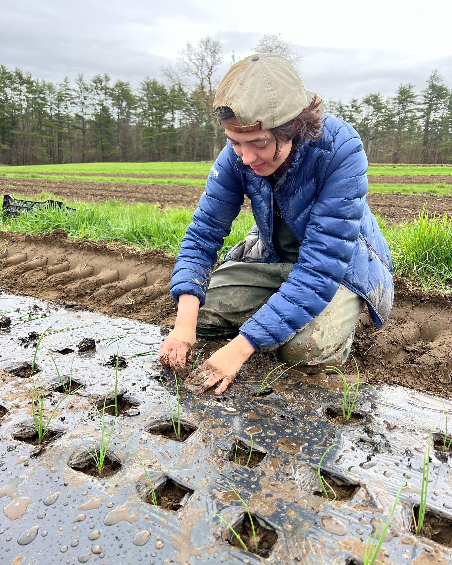 First field planting of the year with 36,000 red onions! These are mostly destined for @pitchforkpickle and of course you&rsquo;ll be able to find some at the farm stand &amp; @norwich.farmers.market later this season. More are going in today, we&rsq