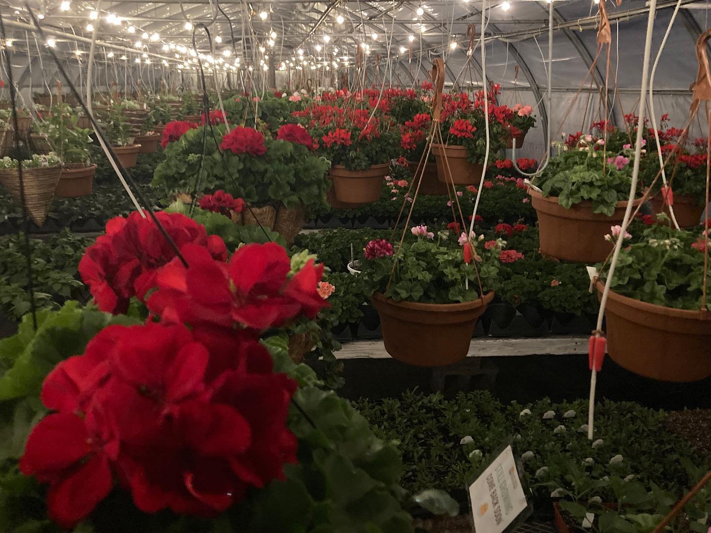 Late nights in the greenhouse are more fun with twinkly lights ✨✨ we&rsquo;re getting ready for a busy Mothers Day weekend and hope to see you in the greenhouse too! #uppervalleyvtnh #norwichvt #vermont #vtlife #greenhouse #gardening #nursery #spring