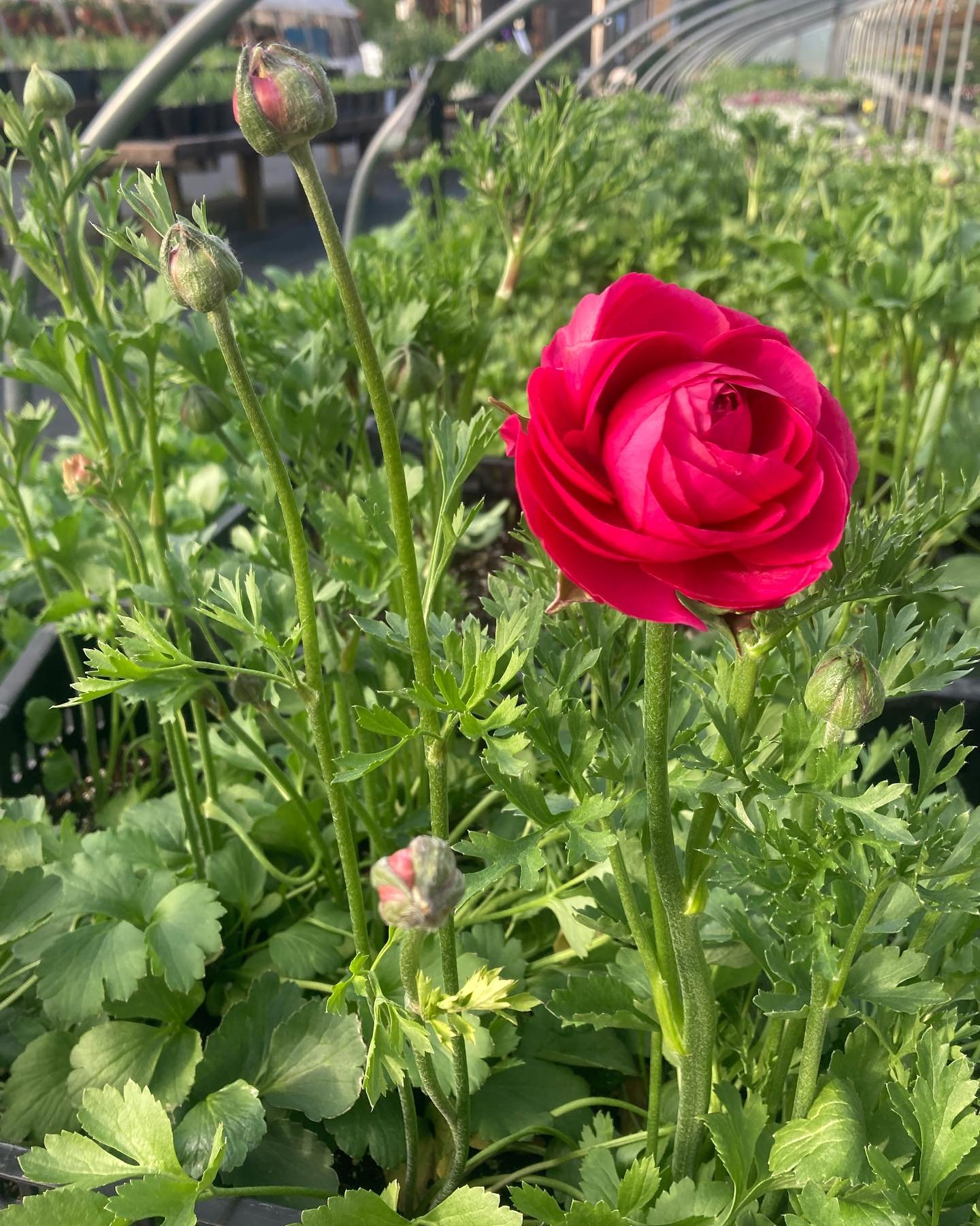 Our first ranunculus in bloom!! These babies were our big experiment this year with help from @flicker_hill_homestead and we are SO excited that they are full of buds. We grew these in crates in our perennial greenhouse and then they moved to the col