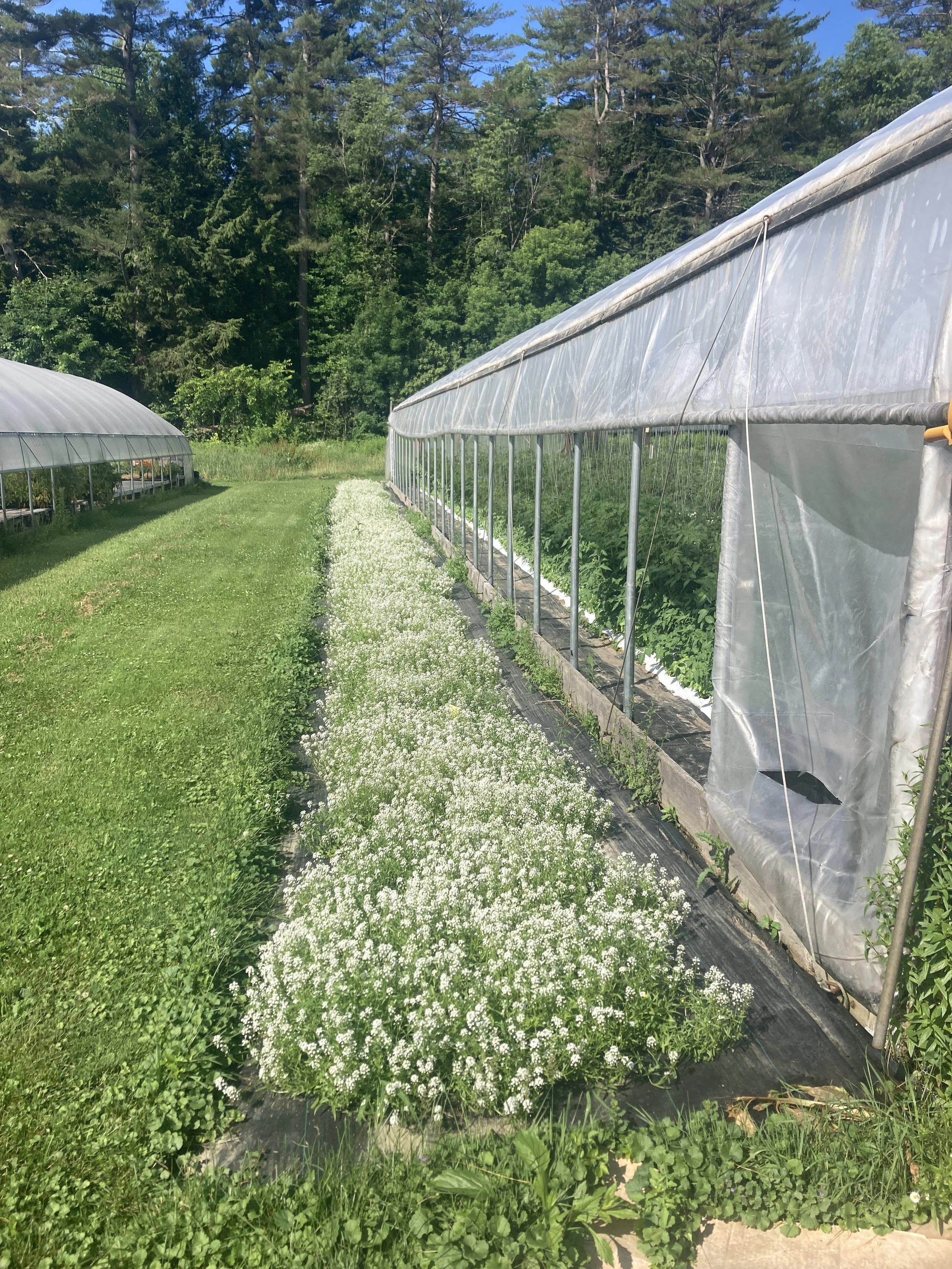 UVM High Tunnel Habitat Planting Demo & Tomato Production Discussion