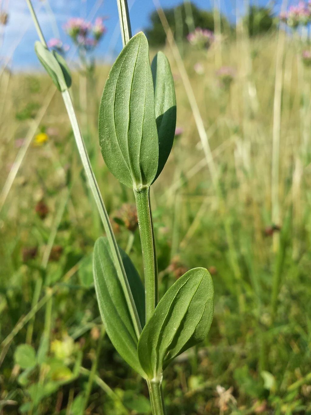 Centaurium_erythraea_(subsp._erythraea)_sl9.jpg