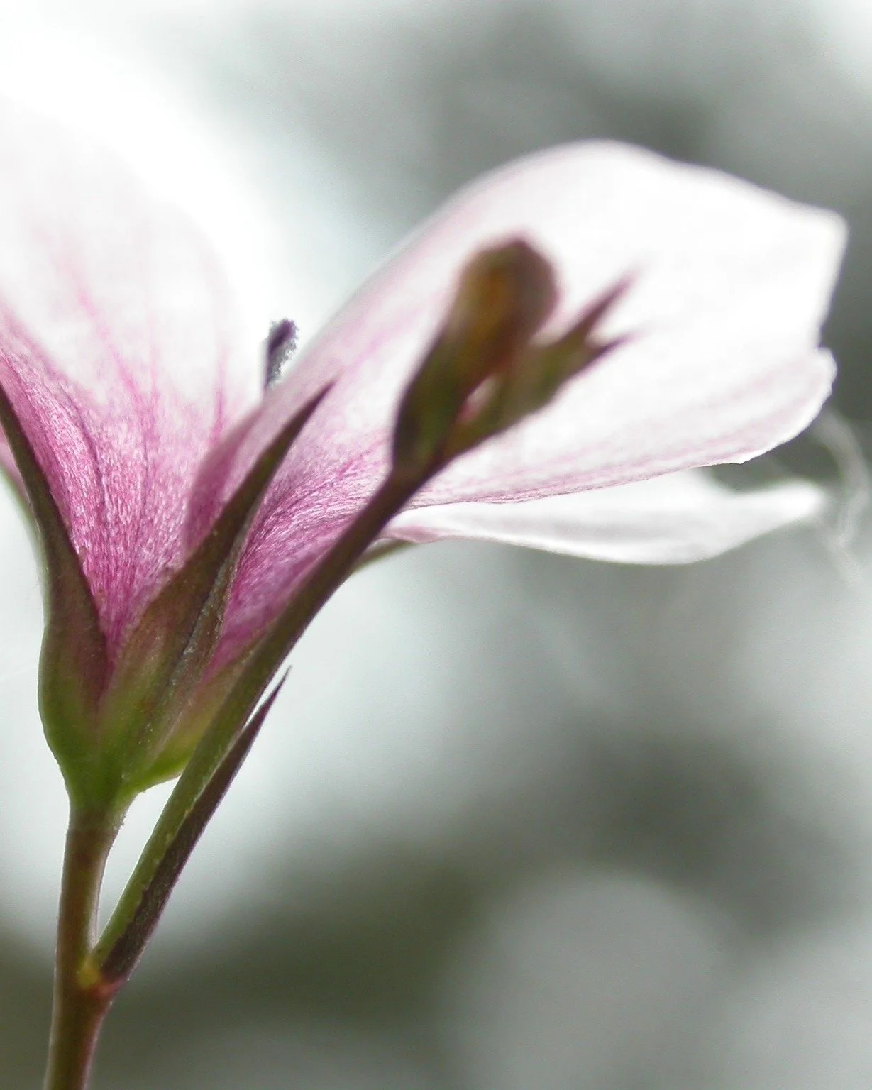F&uuml;r diesen lohnt es sich, fr&uuml;h aufzustehen. 🌸

In unserer Sommerserie stellen wir Arten vor, die gerade gut zu erkennen sind und die es f&uuml;r die Rote Liste aufzusp&uuml;ren gilt. Heute: der Schmalbl&auml;ttrige Lein (Linum tenuifolium)