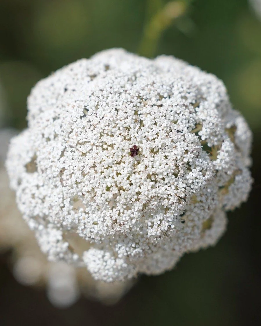 Wir alle kennen das R&uuml;bli🥕, aber hast du die kleine dunkelrote Bl&uuml;te in der Mitte schon bemerkt? 🤔

Fast jede Dolde der Wilden M&ouml;hre (Daucus carota) hat genau eine: eine einzelne, sterile Bl&uuml;te, die vermutlich als Lockmittel f&u