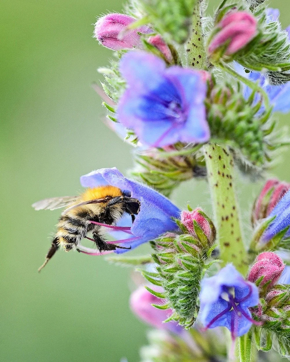 Hast du dich je gefragt, warum der Natternkopf (Echium vulgare) manchmal rosa und manchmal blau bl&uuml;ht?🤔

Es sind nicht verschiedene Pflanzen. Es ist dieselbe Bl&uuml;te in verschiedenen Altersstadien. Ein pH-Wechsel im Gewebe ver&auml;ndert die