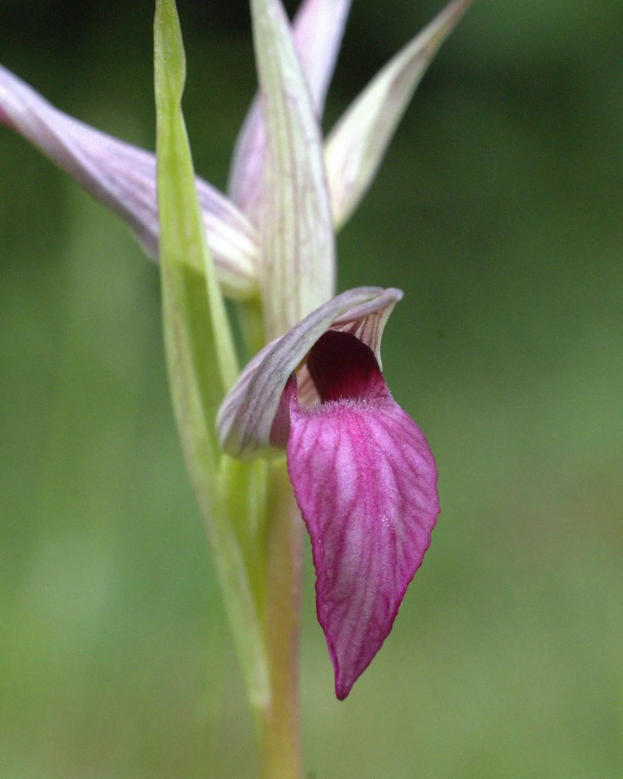 Isa war auf einem Spaziergang in Laufen, als ihr in einem Privatgarten etwas Ungew&ouml;hnliches ins Auge fiel: die Zungen-Stendelwurz (Serapias lingua), eine Orchidee des Mittelmeerraums. Weit ab von ihrem eigentlichen Verbreitungsgebiet, mitten auf