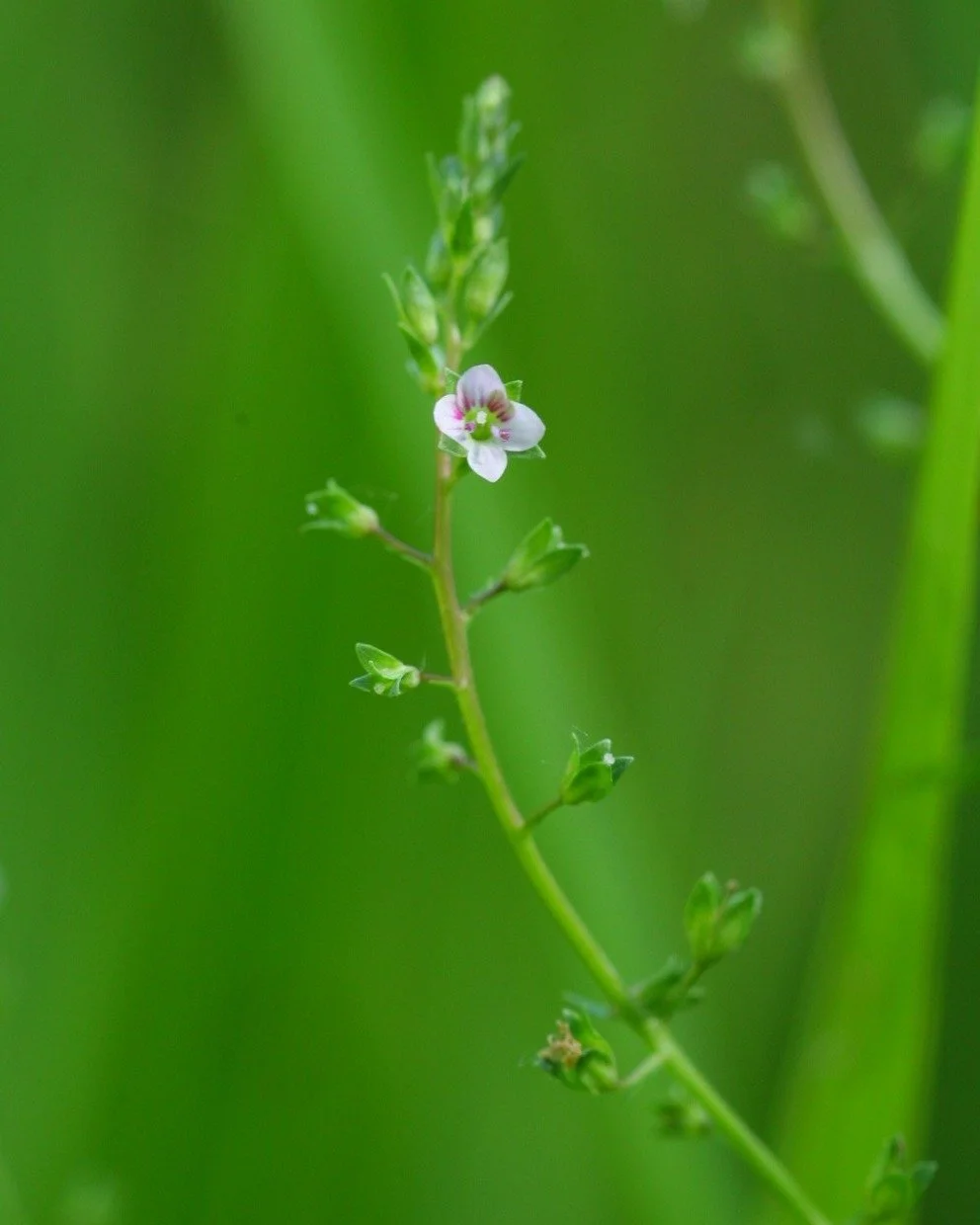 Manchmal macht ein einzelner Fund lange &uuml;bersehene Pflanzen wieder sichtbar. 

Isabel entdeckte diesen Sommer den Wasser-Ehrenpreis (Veronica catenata) an drei Orten🌱. Es handelt sich hierbei um eine Art, die in unserer Region nur selten sicher