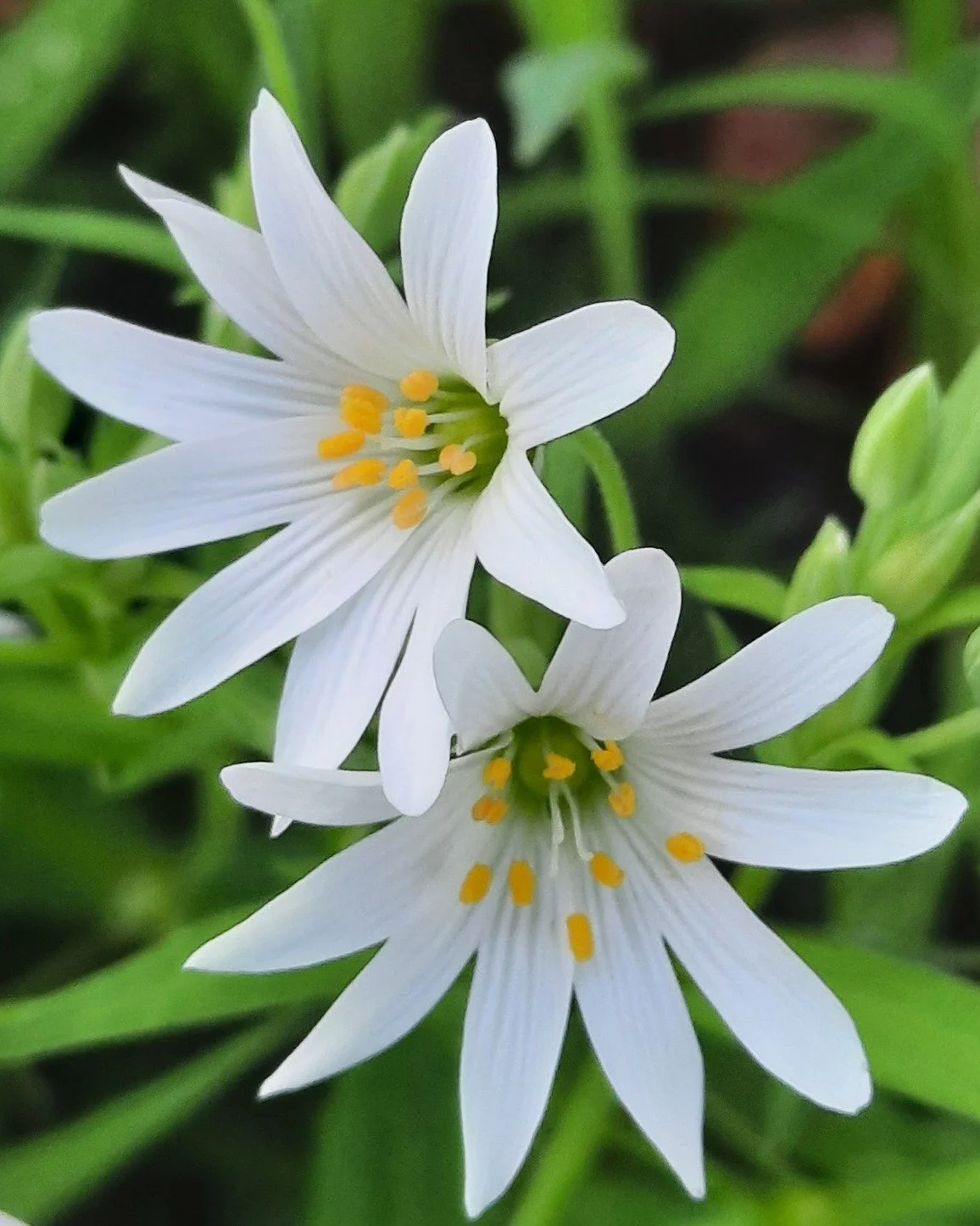 Was f&uuml;r ein Jahr! Danke, dass ihr die FloBa zu dem macht, was sie ist! 💐🌿🍃Wir w&uuml;nschen euch mit diesem botanischen Feuerwerk von Werner einen wunderbaren Rutsch und bleibt gesund!🍀🎉