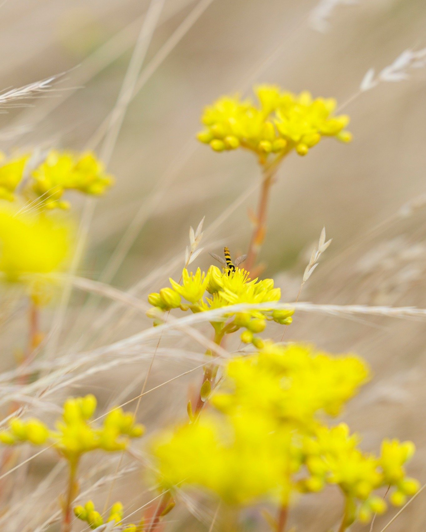 Wasserspeichern und die Nacht nutzen 🌿

Wie erkennst du Mauerpfefferarten (Sedum sp.)? Ganz einfach: unter anderem an den fleischigen Bl&auml;ttern. Diese speichern &uuml;brigens Wasser f&uuml;r trockene Phasen, sozusagen der eigene Vorrat f&uuml;r 