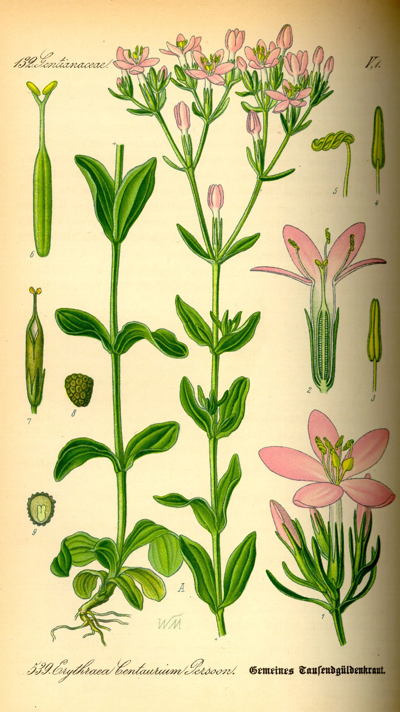 Illustration_Centaurium_erythraea0.jpg