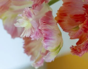 Parrot Tulip Abstraction No 3