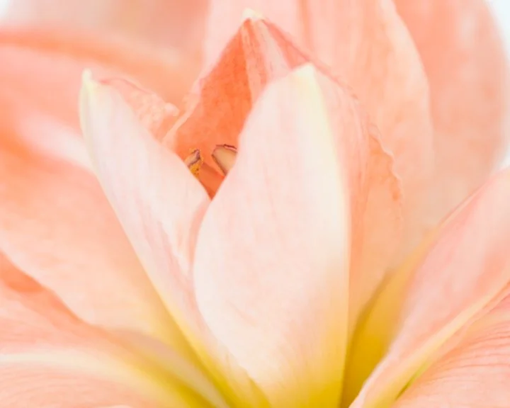Whispers No-3.jpg