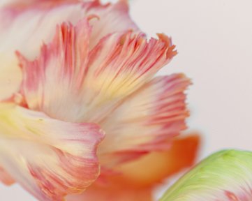 Parrot Tulip No 1