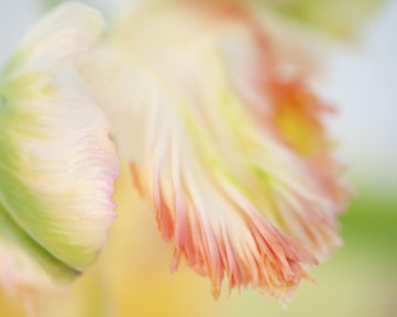Parrot Tulip Abstraction No 2