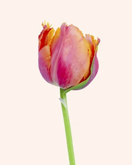 MRP_7894-Edit-Edit.jpg