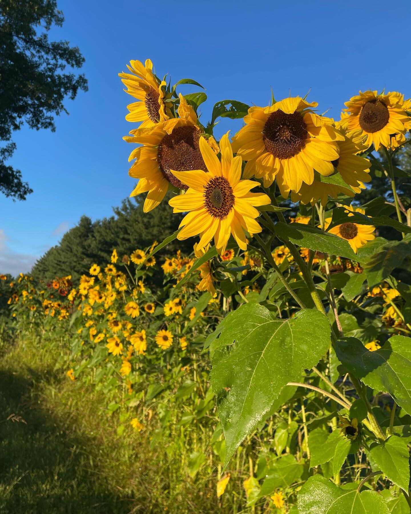 This is just a random summer sunflower photo from our garden to catch your attention to say that our HOURS are CHANGING! All good things coming your way but first our kitchen is closed tomorrow Thursday 3rd cause the cooks( Kunja and I) are not able 