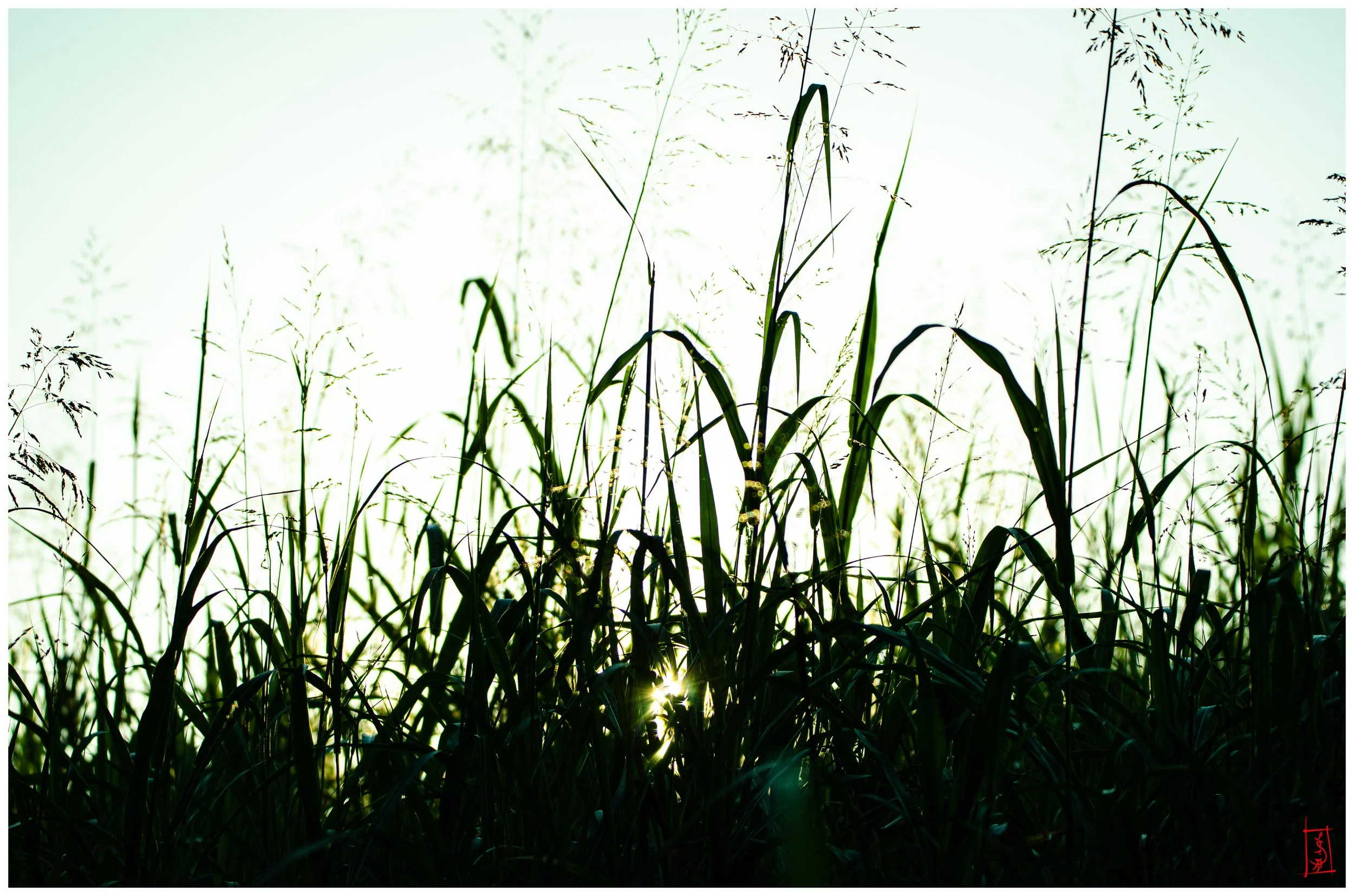 DSC_5624 copy.jpg