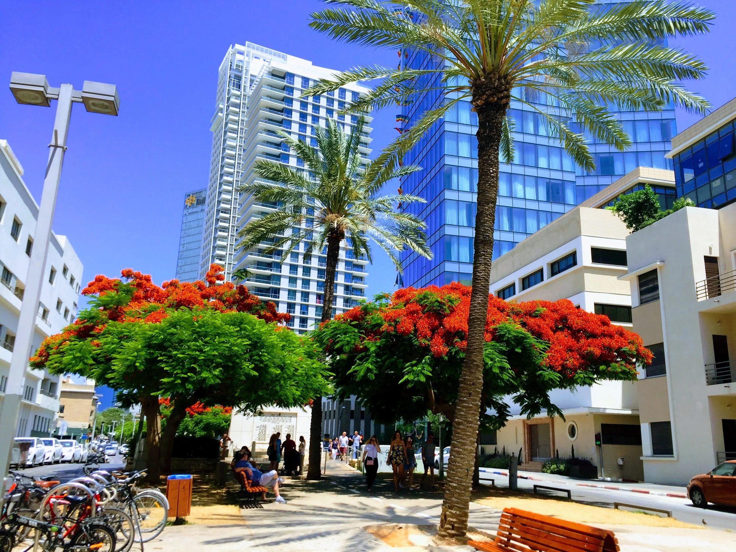 Trees on Rothschild Boulevard