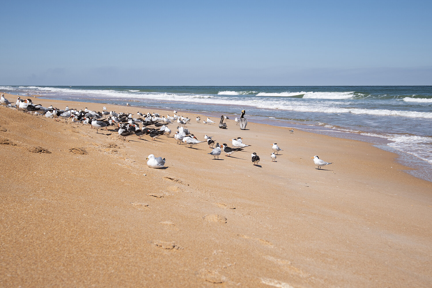 DSL_1527-beach-birds-pelicans-gulls-1500px.jpg