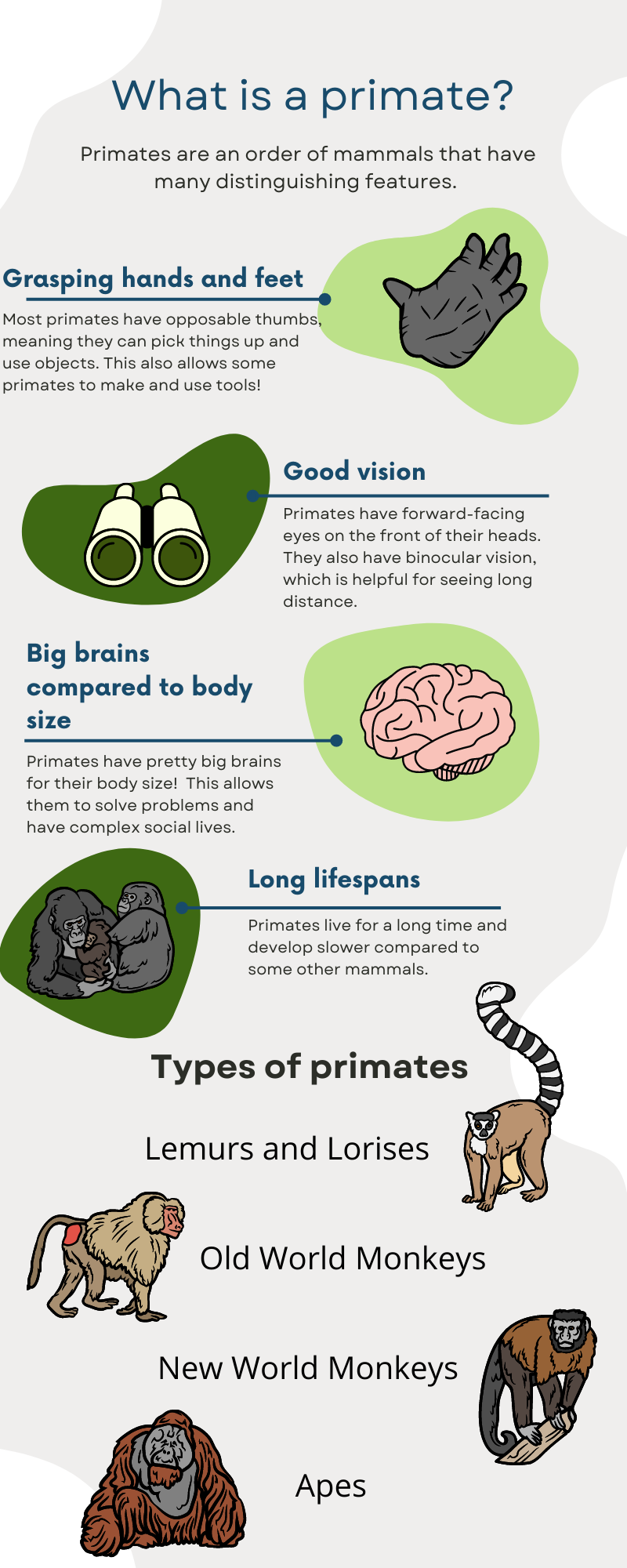 What is a primate.png