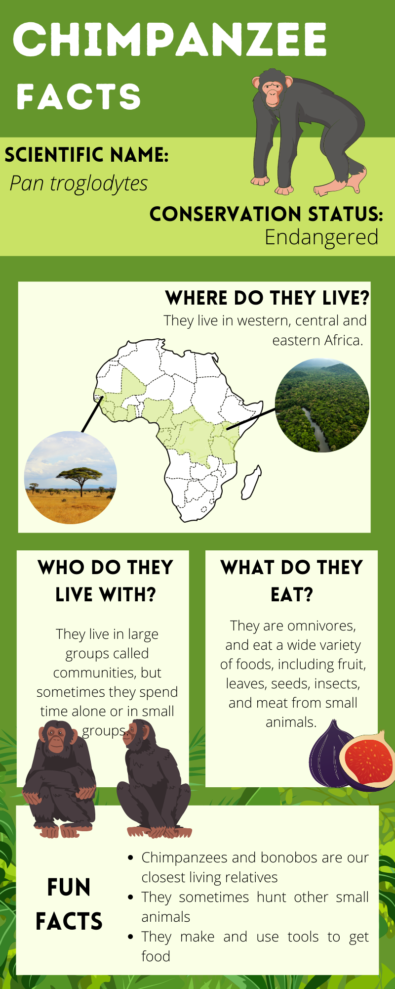 Chimpanzee Factsheet.png