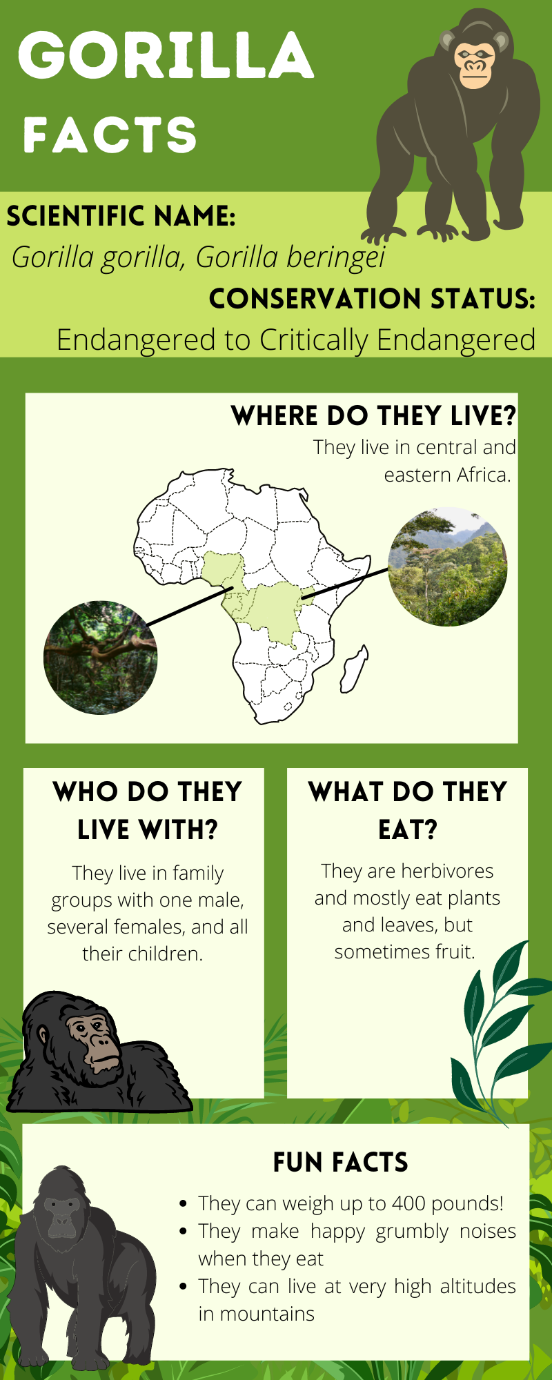 Gorilla Factsheet.png