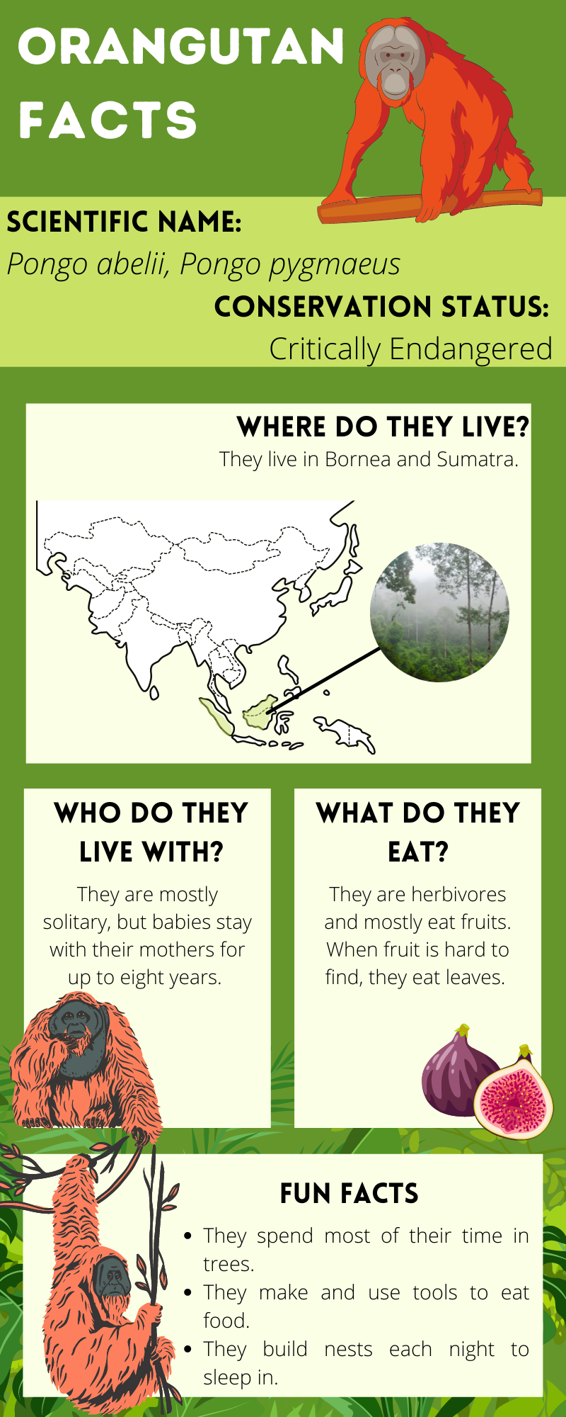 Orangutan Factsheet.png
