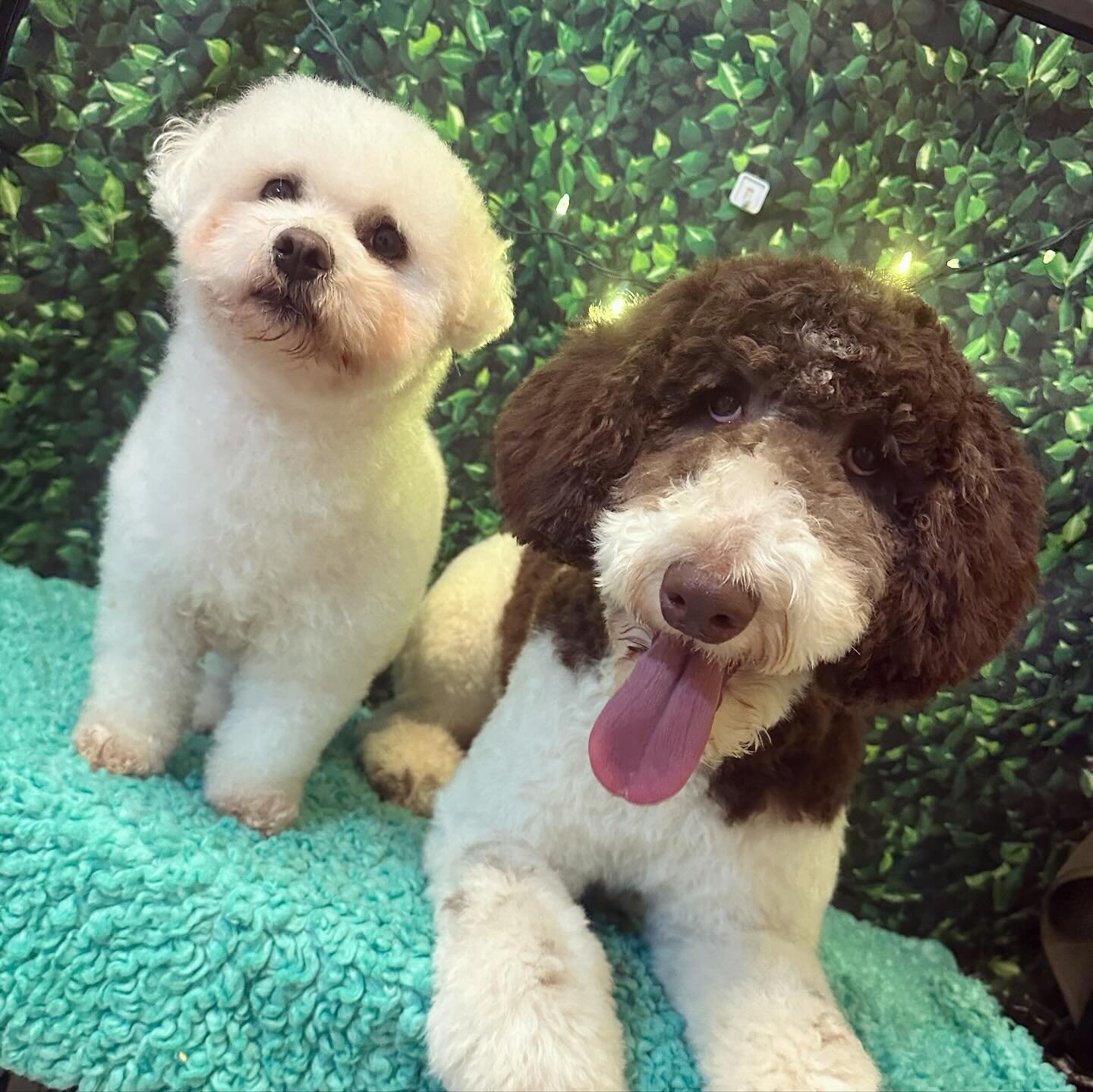 Boa &amp; her body guard Zig 🤍🤎

 #petlovers  #petcareservices #mobilegrooming #atlpetcareservice #dogs #vettechlife #mobilepetcare #petsatl #kamppawsatl #viralreels 
#petloversatl #petsitting #petcareservices #atlpetcareservice #dogs #puppies #vet