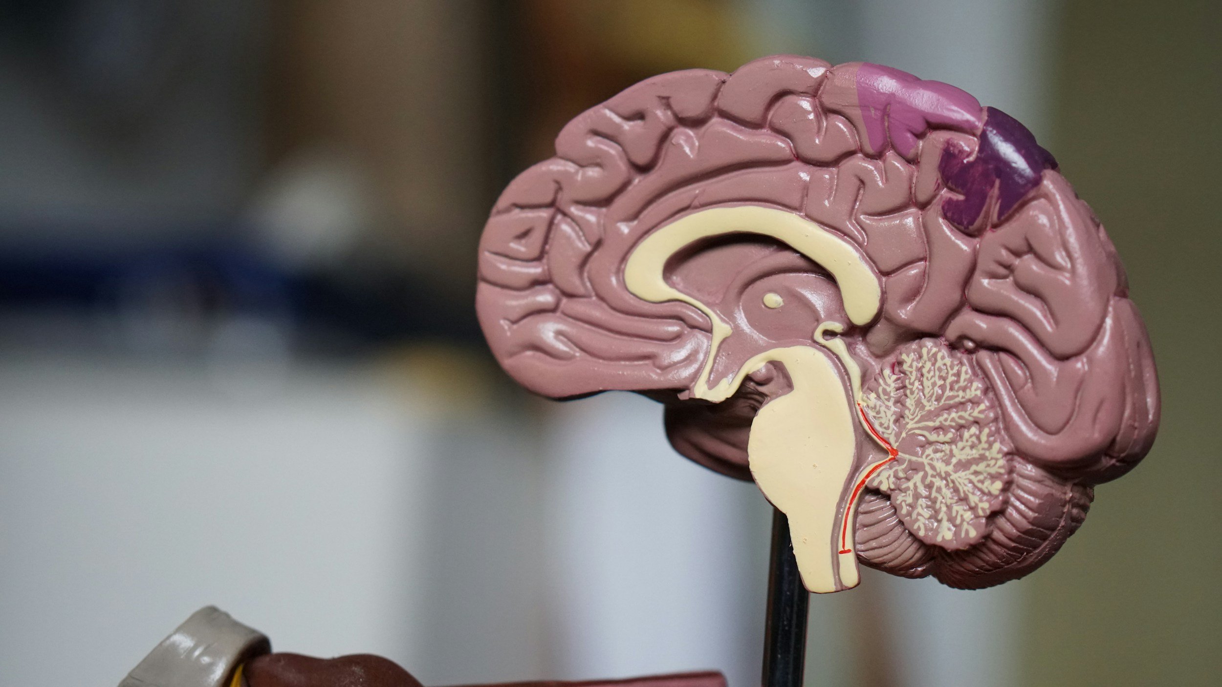 Maintain Your Brain