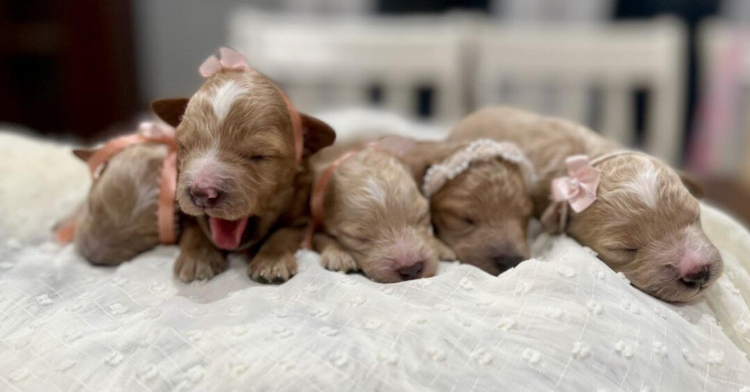 Happy tongue out Tuesday!! I would love to see pictures of your #tongueouttuesday pups! 

Remember you can always reach out with questions or check our website for litter availability: 
https://www.magnoliadoodle.com/available-litters-1