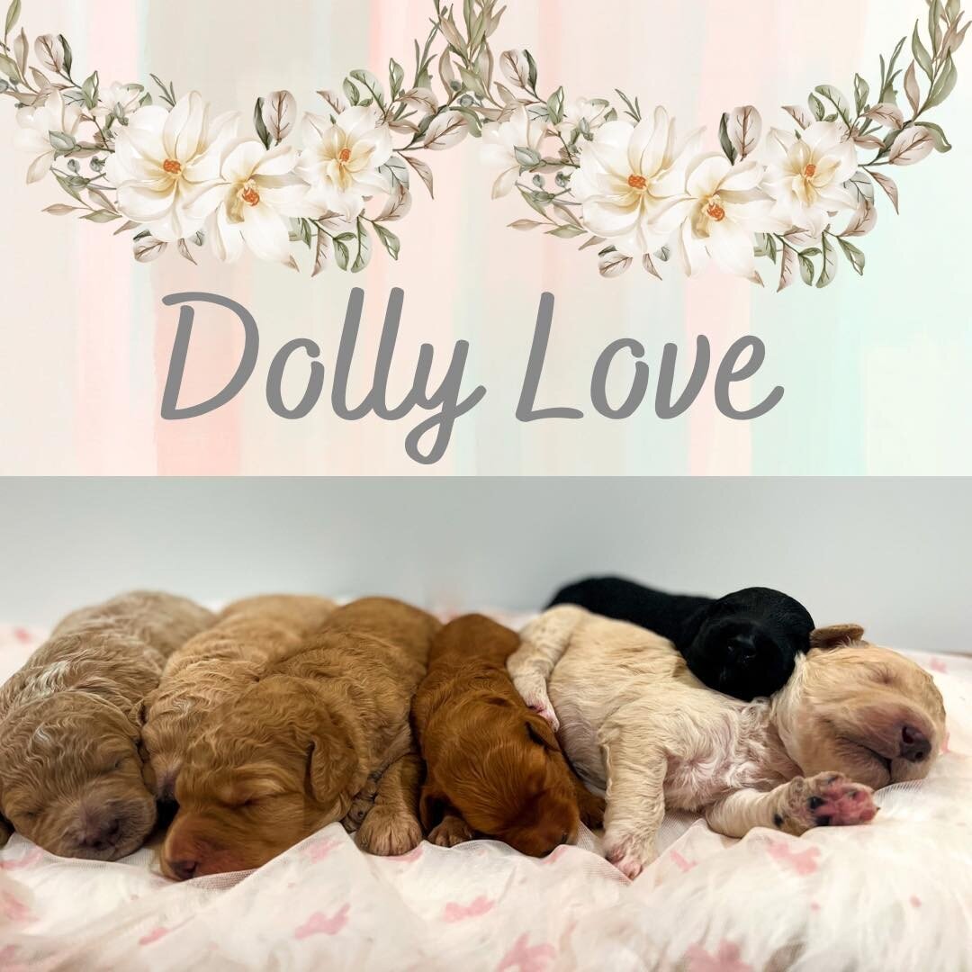 Happy almost 2 weeks to Dolly&rsquo;s beautiful litter of medium F1B Goldendoodles. She always surprises us with the most different and interesting colors. We haven&rsquo;t posted much about her litter because they are all spoken for. Our next availa