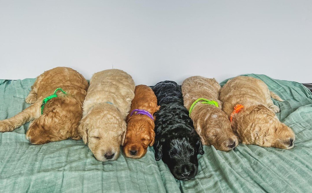 Happy 3 weeks to Dolly&rsquo;s litter of Medium Goldendoodles. 🐾 these chubby babies love a nap. They are a complete rainy weekend vibe.