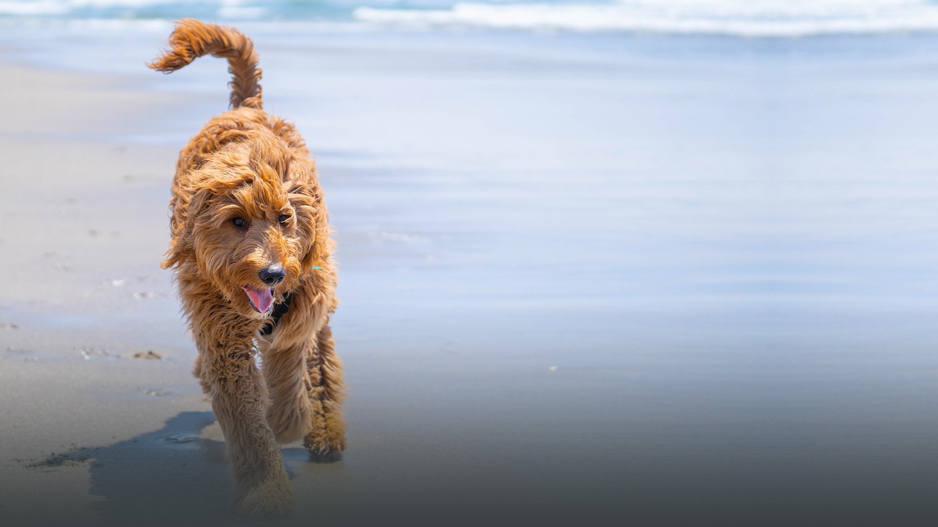 Goldendoodle Daily Schedule Plan By Age
