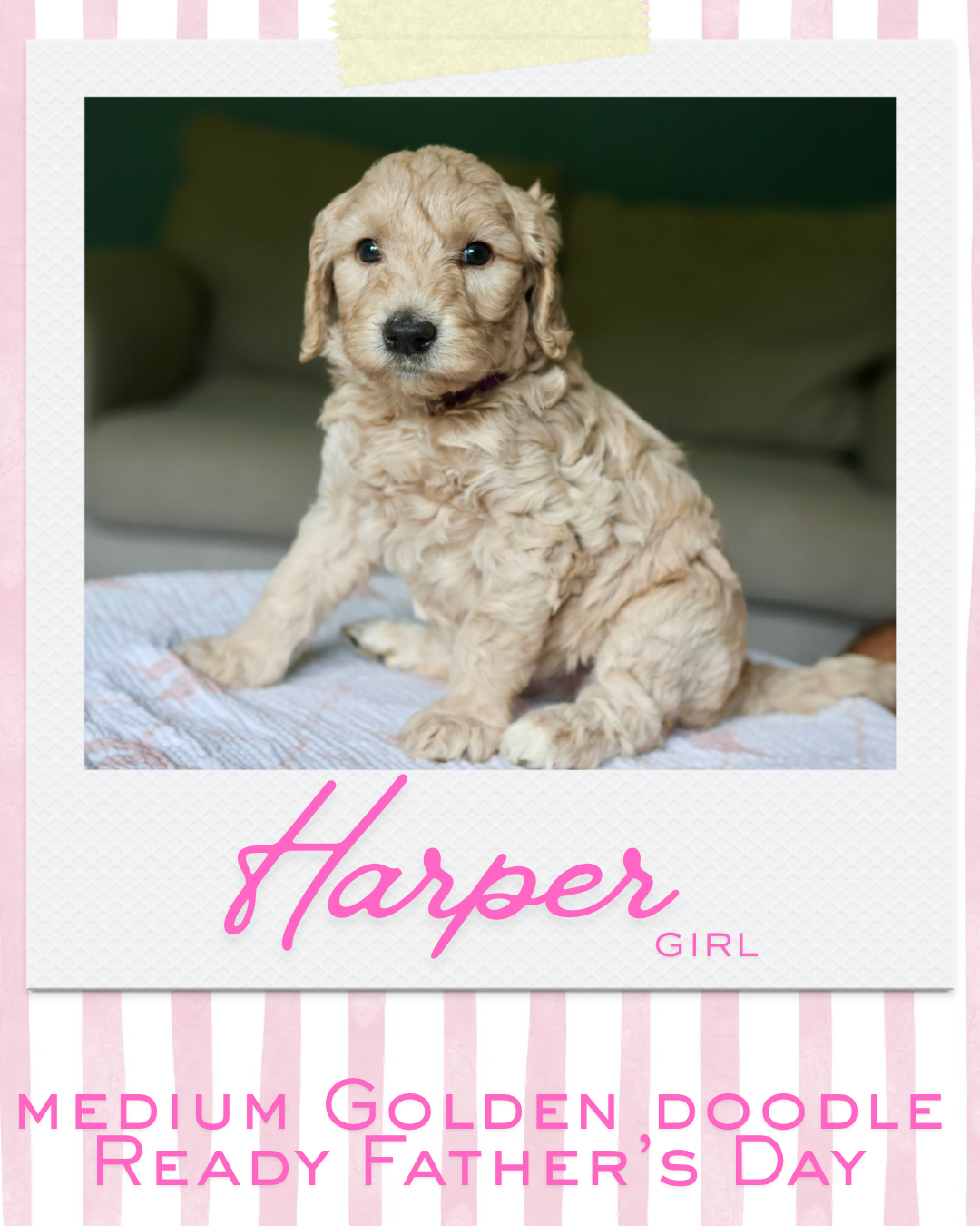 Harper - 1.png