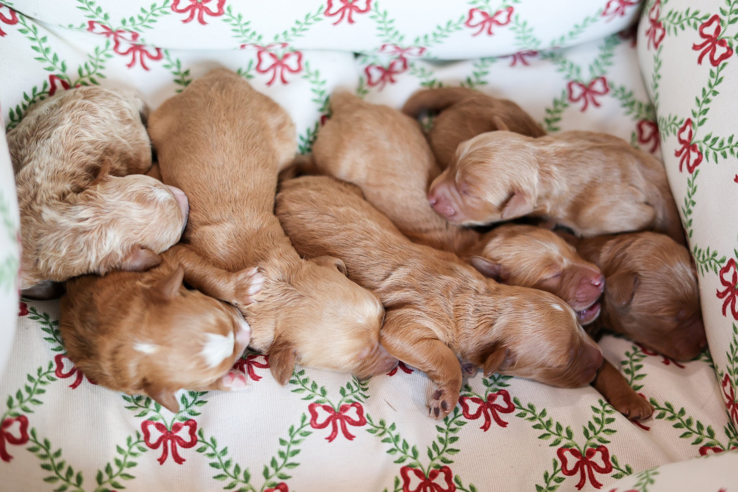 F1B Mini Goldendoodles - will mature to be 25-30 LBS -ready to go home January 17th. Reserve yours today 