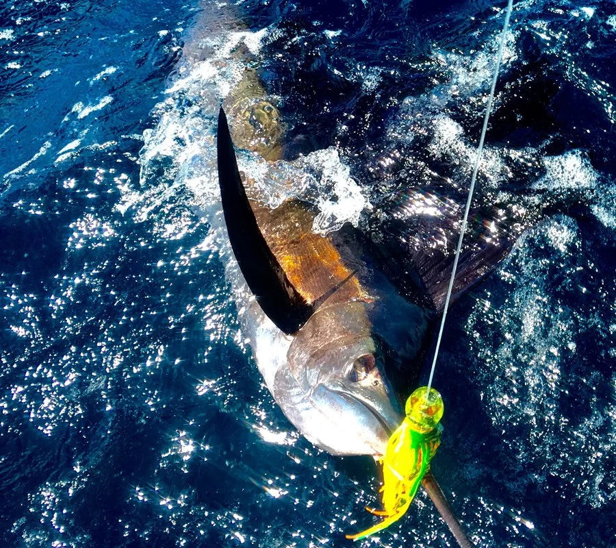 Puerto Rico Blue Marlin Fishing Charters